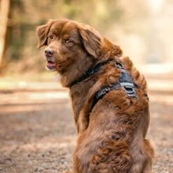 STUCH Geschirr Hund Gepolstert Schwarz XS -Hundebedarf Rabatte 08d1019202108590750a93760d27b1b5e91231de 1410595 de DE 9e5801d9e25f1551aa1e6ad832be5204286e112ct8R8Cz