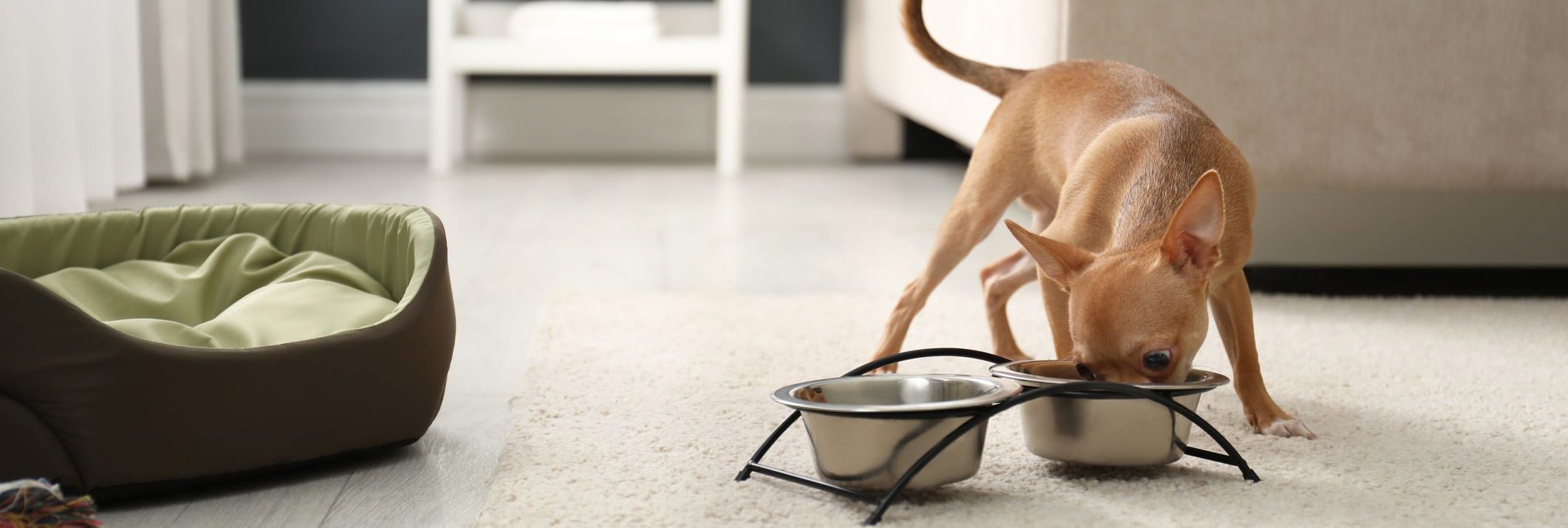 Hundebedarf Rabatte 2 Hundebedarf Rabatte -Hundebedarf Rabatte 2