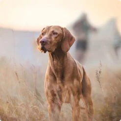 REAL NATURE Senior Lamm & Kalb 6x800 G -Hundebedarf Rabatte 2a7e6cb20be89e03efc3fb044f52385d1267f3cd 1314110 de DE Real Nature Original Dog bild 1