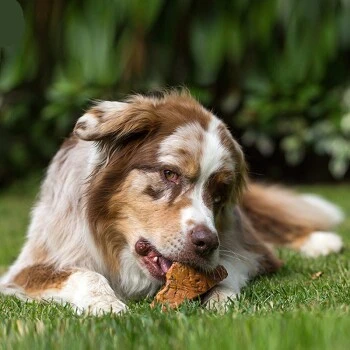 Chewies Kauwurzel S 2 Chewies Kauwurzel S – Bild 2