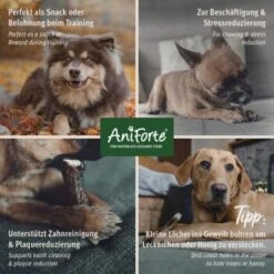 Aniforte Hochland Hirschgeweih Large -Hundebedarf Rabatte 42055a2e1356dde0019593301c7d462f360c52a9 1656976 de DE d84b86f6c0b56d89b1a6d4b4d04765e994dd1b4c1pPLff