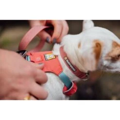 Ruffwear Hi & Light™ Halsband Pink XS 11 Ruffwear Hi & Light™ Halsband Pink XS -Hundebedarf Rabatte 5a485b30804486c1a98a1936c73016ca7791107a 1444304 de DE e94a35b8fbe8fd878b386a3714b4e7c5737520e83PvpSP