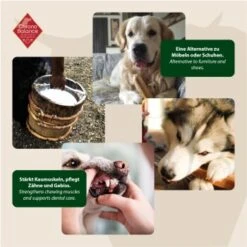 ChronoBalance Kuhmilch Käsestick (S) 2er Paket 8 ChronoBalance Kuhmilch Käsestick (S) 2er Paket -Hundebedarf Rabatte 65acdfc4d357cff24f0306159763c350cf3dbe1a 1418705 de DE 6e5d452c715e3c46c21bd7dd434bb74b98e2078f3ElMqg