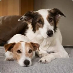 SELECT GOLD Complete Soft Mousse Baby & Mother 6x180g -Hundebedarf Rabatte 6abb6915af23c615d0cf74853b0a3bb663e7931c 1096086 de DE 4 Select Gold Dog 6