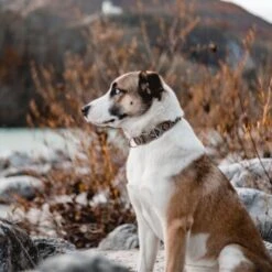 THE DOG IDEA Boho-Chic Halsband Mokka L 9 THE DOG IDEA Boho-Chic Halsband Mokka L -Hundebedarf Rabatte 6b49a99aa143d54502c8eb3ec2408952c563ffa4 1485274 de DE 1df4c97abf7367170a94b9b3059f319b00fb78f7T5UAow