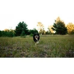 Mammaly Immu Push 110g 9 Mammaly Immu Push 110g -Hundebedarf Rabatte 6e1addc1ae263ee1f16a02c5ac24fd2a4aba0889 1472893 6