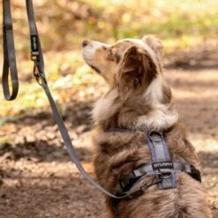 STUCH Geschirr Hund Gepolstert Schwarz XS -Hundebedarf Rabatte 7a1c9d546c19f08194414d37b16b69c27b92778e 1410595 de DE dce7e0c7e703676d73dc32a22bfb46eb480ed9968Nidwb