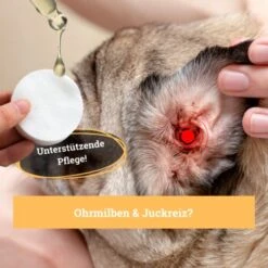 BeG Buddy Ohrreiniger Für Hunde, Juckreiz, Verschmutzung & Ohrmilben, Ohrenpflege Hund -Hundebedarf Rabatte 7e57ffedd36efe83c62c35bf2950e792a38dc962 1500787 de DE 4ccff8ce096d74f709ff92188adeaa6426f950e3pEPR1R