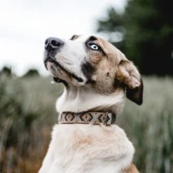 THE DOG IDEA Boho-Chic Halsband Mokka L 8 THE DOG IDEA Boho-Chic Halsband Mokka L -Hundebedarf Rabatte 8f74ea3d739601b79e563fdb62f8ef3bc2feb824 1485274 de DE 46d925aa762dcb92971f56ec368f3d6e869ab635KGmVRv