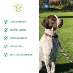Kipita Polo Hundeleine Rainbow -Hundebedarf Rabatte a2c75ce377ad0bdc620fae8249de4744cf0eee28 1410921 de DE 6f891659a2f595d1b30e918fefe4ff5811ec8a16AyAJ3g