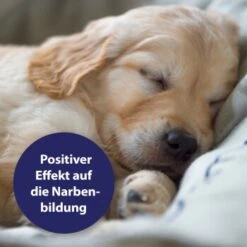 Canosept Wundgel Für Hunde 20 Ml 9 Canosept Wundgel Für Hunde 20 Ml -Hundebedarf Rabatte a95c7b9a202022e201d08c9ee2dabfa070ece71d 1373080 de DE 250659 Canosept Wundgel Faltschachtel Tube DE 1600px 300dpi Contentbild01 2