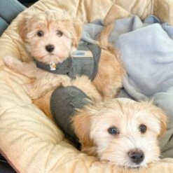 Thundershirt Beruhigungsweste Grau XS -Hundebedarf Rabatte b73ccfbb685e050e9f2290d960047b91d2dcc354 1102942 3