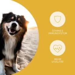 Hundebedarf Rabatte -Hundebedarf Rabatte d0c8f921cb18fad07596bd1a8a0c1d2c87ad36f5 1472893 3