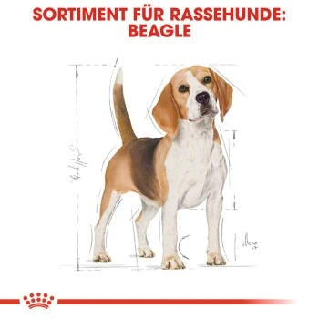 ROYAL CANIN Beagle Adult 3 Kg 6 ROYAL CANIN Beagle Adult 3 Kg – Bild 6