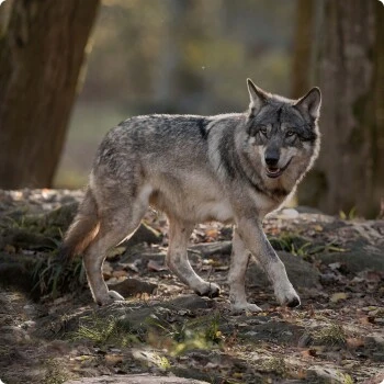 REAL NATURE WILDERNESS True Country Junior 16x100g 5 REAL NATURE WILDERNESS True Country Junior 16x100g – Bild 5