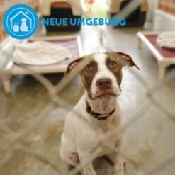 ADAPTIL Calm Halsband Anti Stress Erziehungshalsband S-M 14 ADAPTIL Calm Halsband Anti Stress Erziehungshalsband S-M -Hundebedarf Rabatte d9bbd74a63f2c6a012923d517365dbb7e82e2006 1204441 9