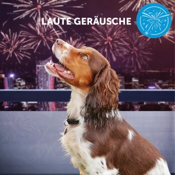 ADAPTIL Calm Halsband Anti Stress Erziehungshalsband S-M 8 ADAPTIL Calm Halsband Anti Stress Erziehungshalsband S-M – Bild 8