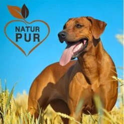 Fit-Crock Basic Rind Maxi -Hundebedarf Rabatte ec357c554beb4e37f8bb7a6fb10e9f8ab884c69d 1687103 de DE c323a5c257120307a86f095cf5f49de81ac2f711Ful2Am